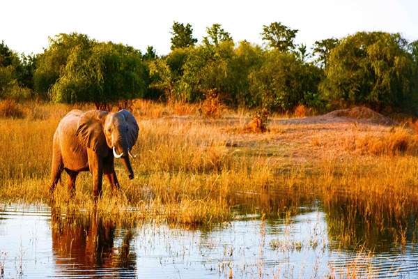 Kariba Forest